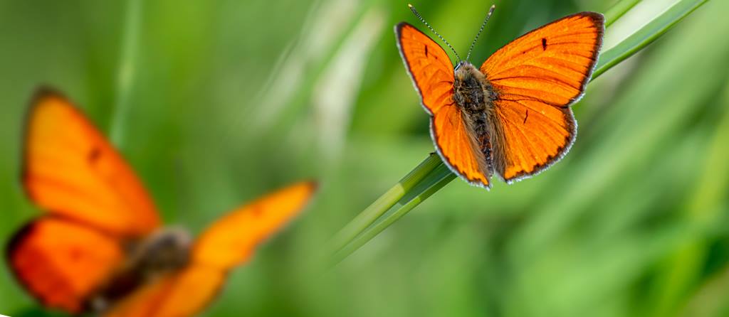 Significado Cuando Aparece una Mariposa Naranja