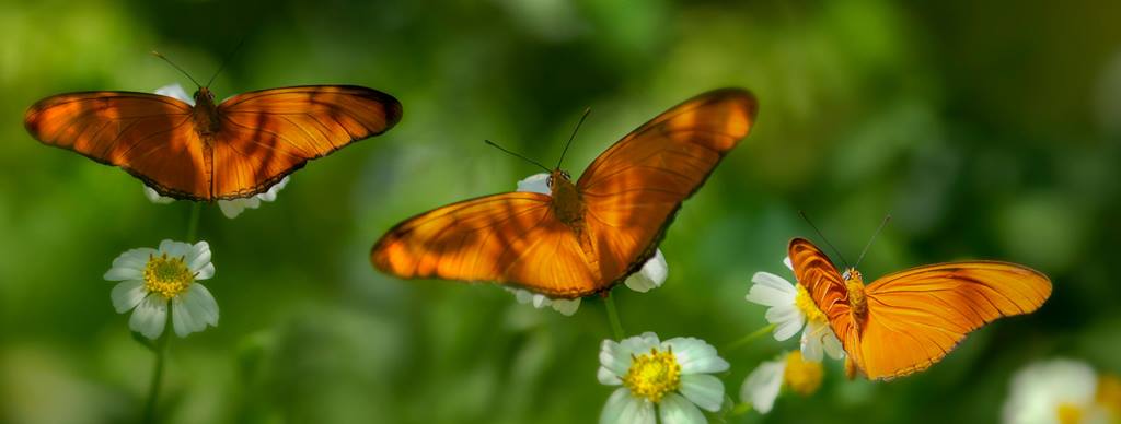 Significado Cuando Aparece una Mariposa Naranja