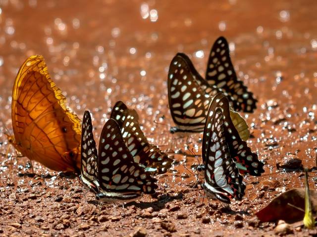 Terrario para Mariposas