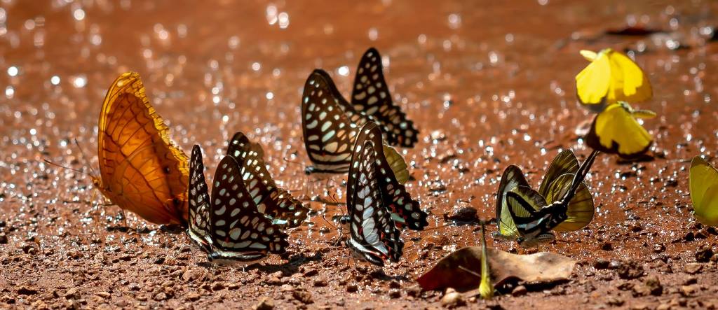 Terrario para Mariposas