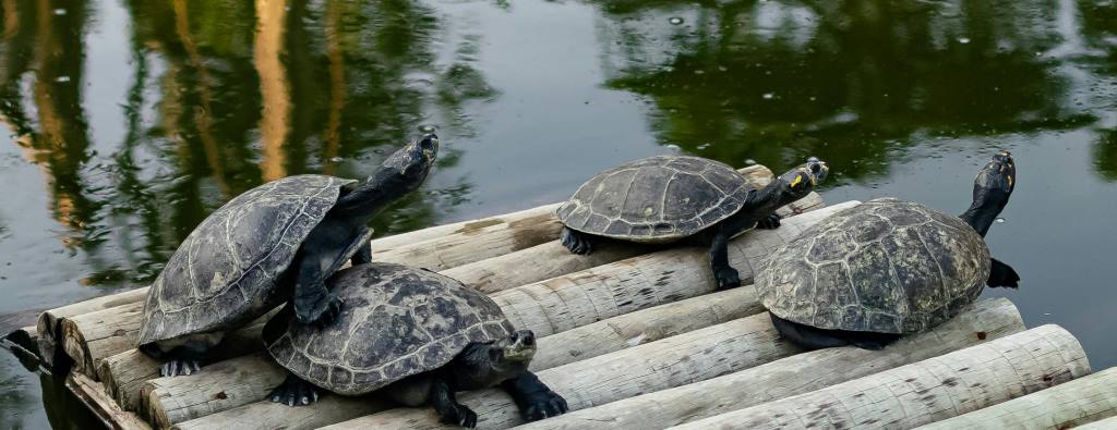 Tortugas de Agua