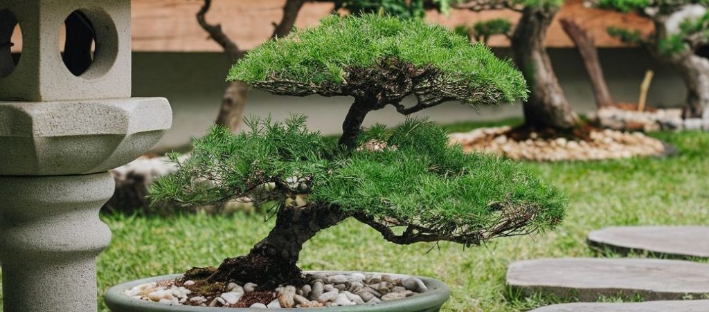 Bonsai Cuidados y Mantenimiento