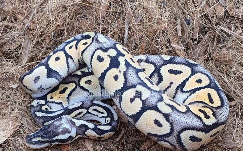 Ball Python Terrarium