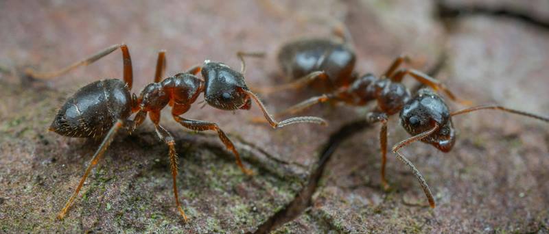 How to Start Your own Ant Colony