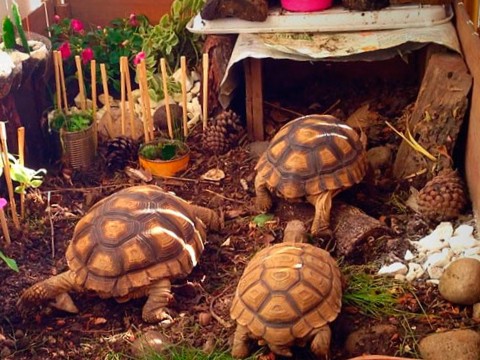 Terrario para Tortugas