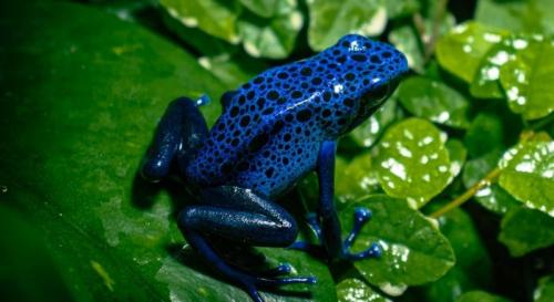 Dendrobates