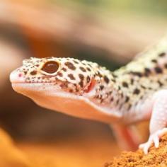 Gecko Leopardo