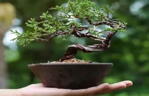 Bonsai