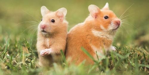 Hamsters