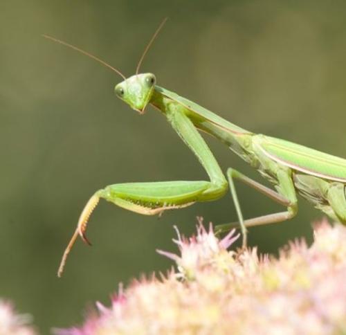 Mantis Religiosa