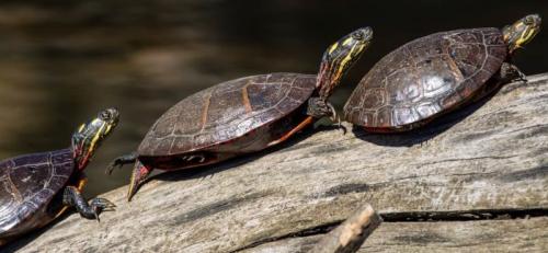 Tortugas de agua